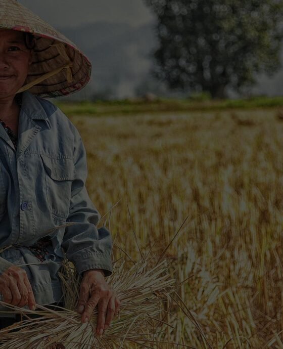 Fresh Pork Meat  and Milks